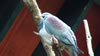 Rainbow springs – NZ pigeon (Kereru) 