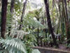 Rainbow springs – Kauri trees 