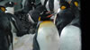 Penguins at Kelly Tarelton's 