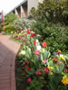 Tulip borders at the hotel 