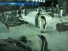 Penguins in the subzero section of Kelly Tarlton's 